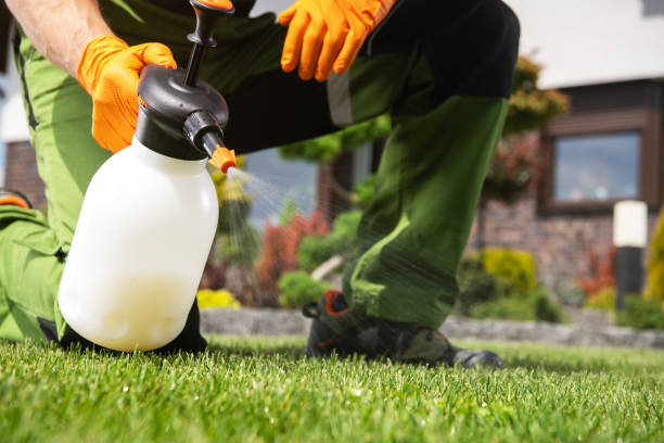 Best Termite Control Services  in Palmer Lake, CO