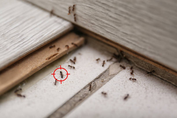 Best Wildlife Control Services  in Palmer Lake, CO
