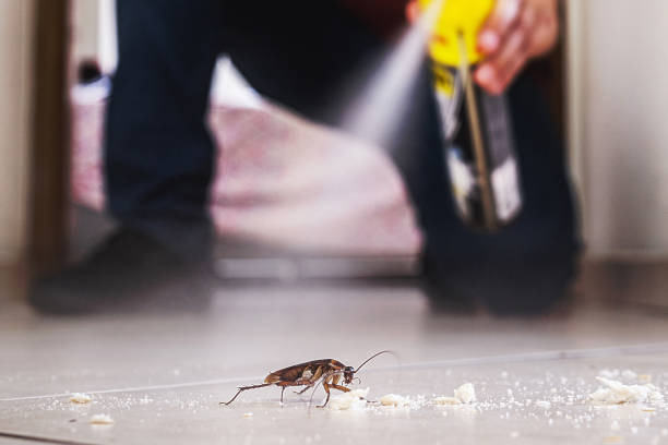 Best Wasp Removal Services  in Palmer Lake, CO