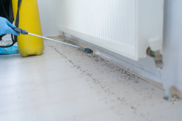 Best Ant Control Services  in Palmer Lake, CO